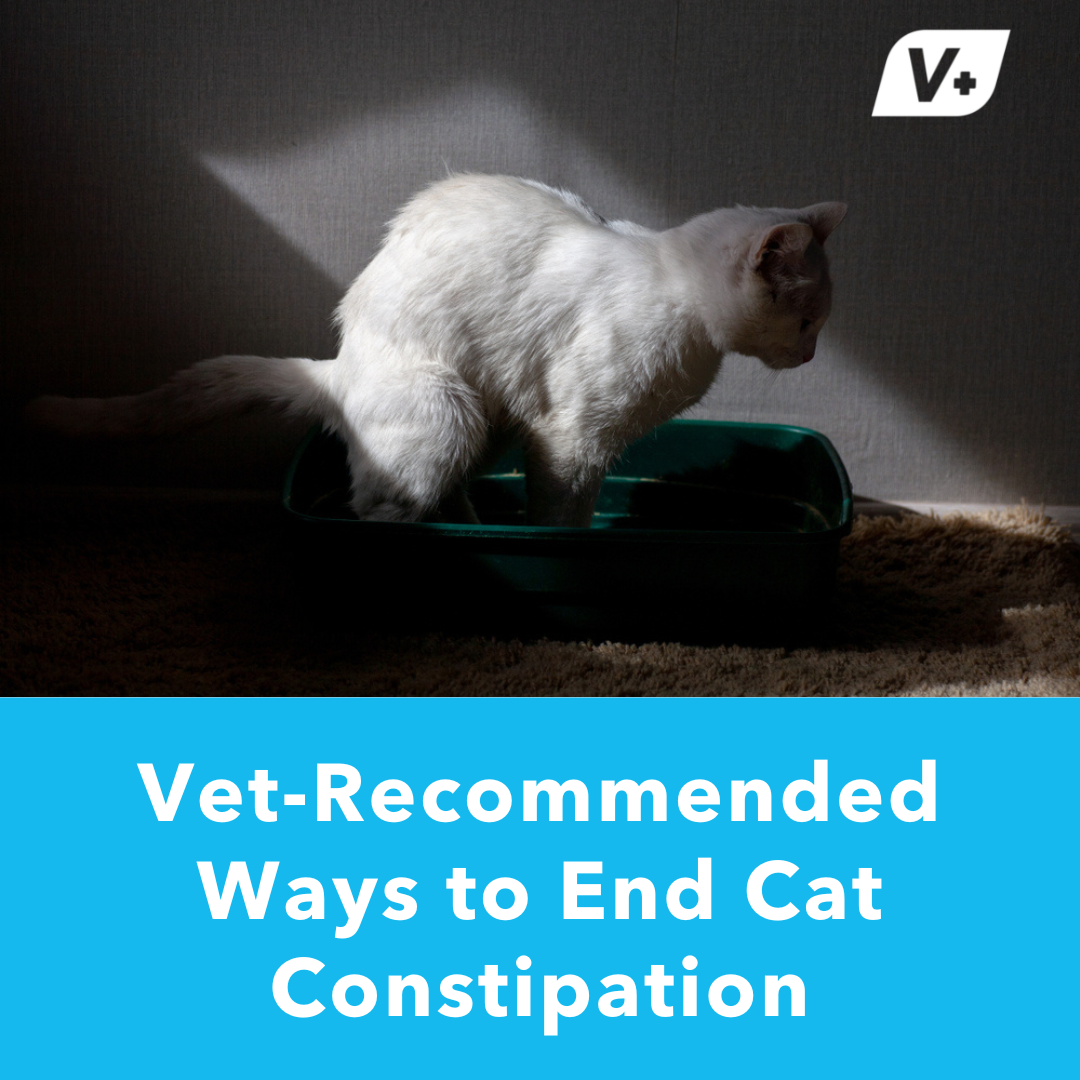 Vet Recommended Ways to End Cat Constipation Glandex