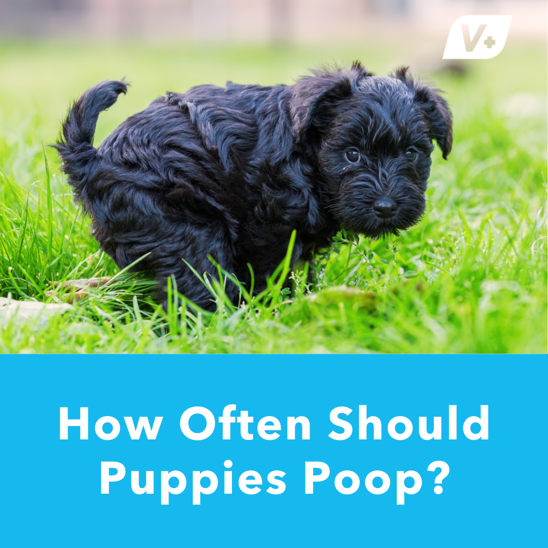 is it normal for puppies to poop a lot