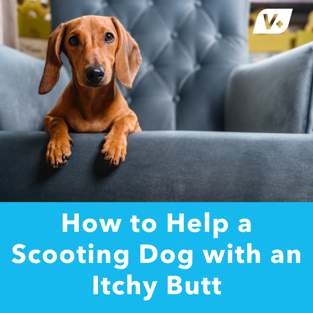 How to Help a Scooting Dog with an Itchy Butt | Glandex