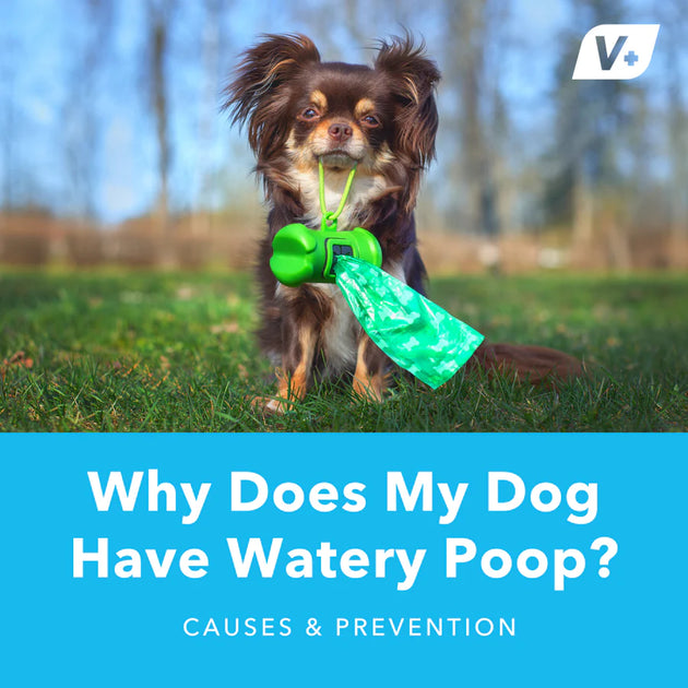 why is my dogs poop runny