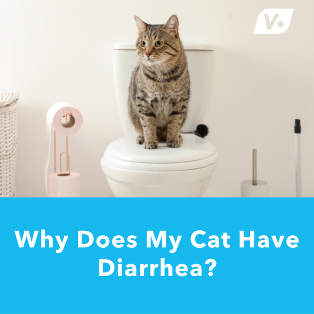 Why Does My Cat Have Diarrhea? | Glandex