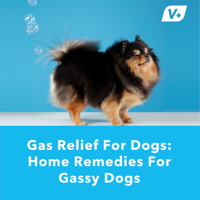 Gas Relief For Dogs: Home Remedies For Gassy Dogs