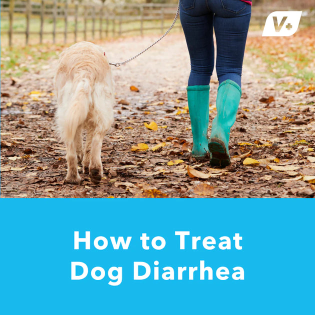 How to Treat Diarrhea in Dogs – Vetnique Labs – Glandex