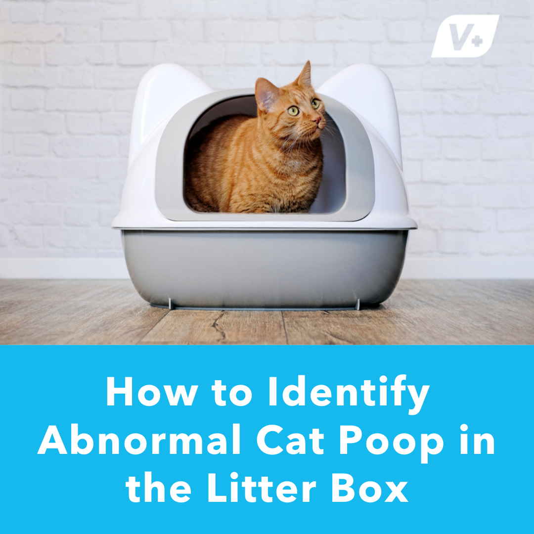 How to Identify Abnormal Cat Poop in the Litter Box – Glandex