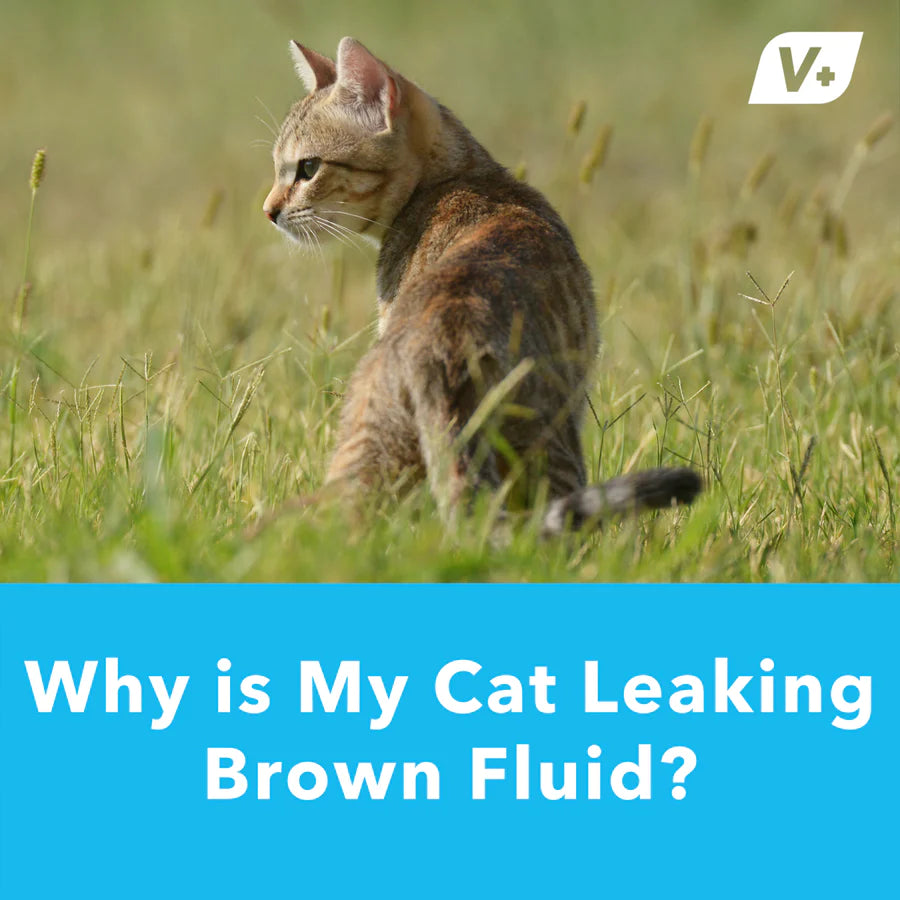 why-is-my-cat-leaking-poop-5-vet-reviewed-reasons-treatment-catster