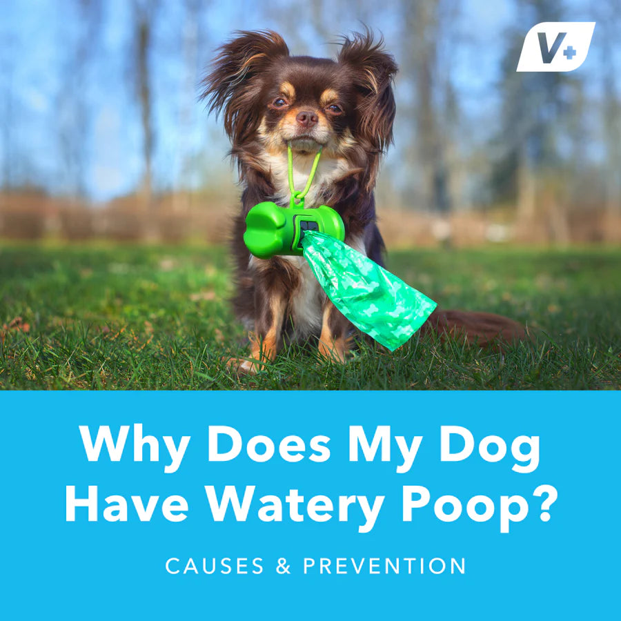 Help! My Dog Is Leaking Watery Poop – Vetnique Labs – Glandex