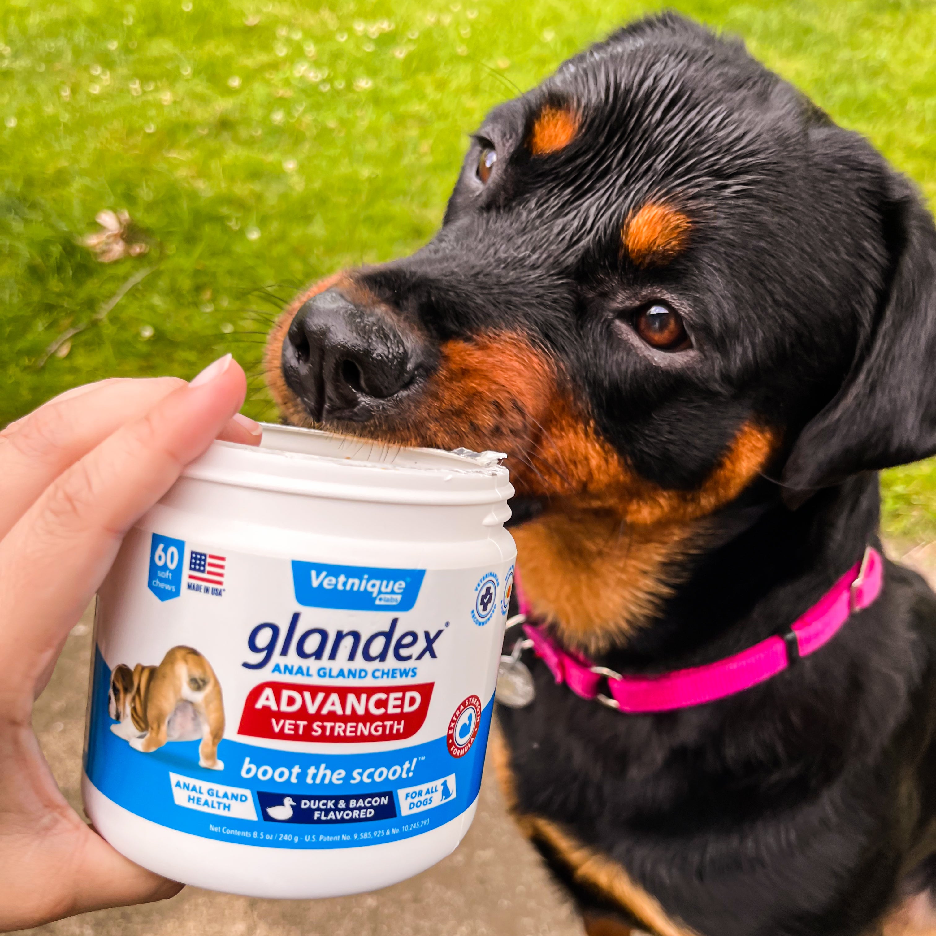 Glandex Anal Gland Digestive Support for Dogs Cats